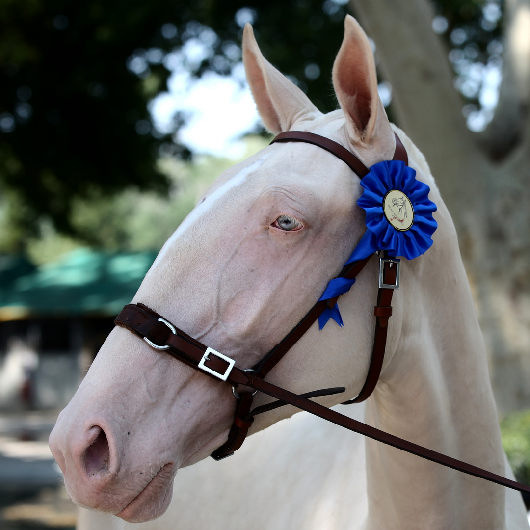 Albinos winer !