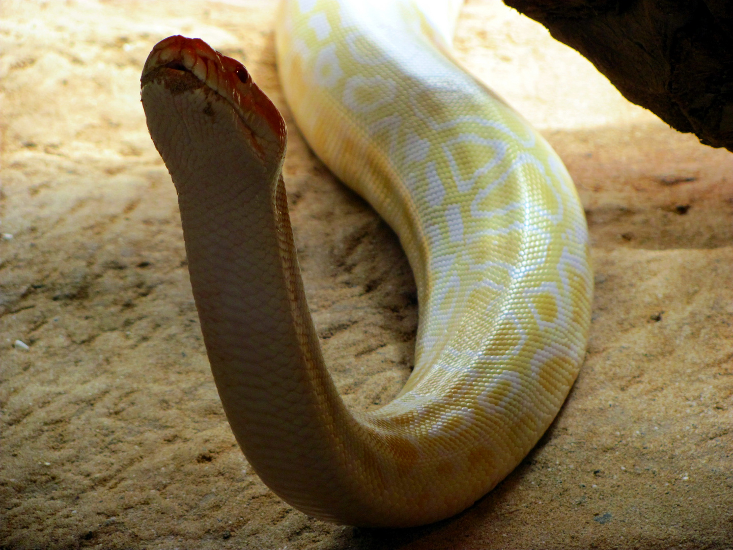 AlbinoTigerPython