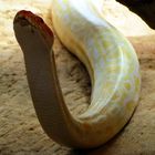 AlbinoTigerPython