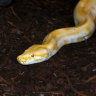 albinotische Tigerpython II