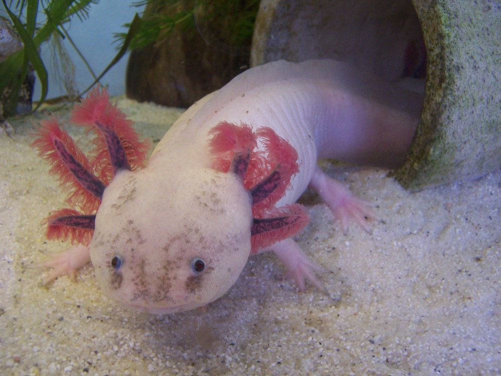 Albinotischer Axolotl