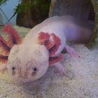 Albinotischer Axolotl