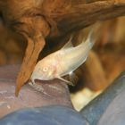 albinowels im aquarium