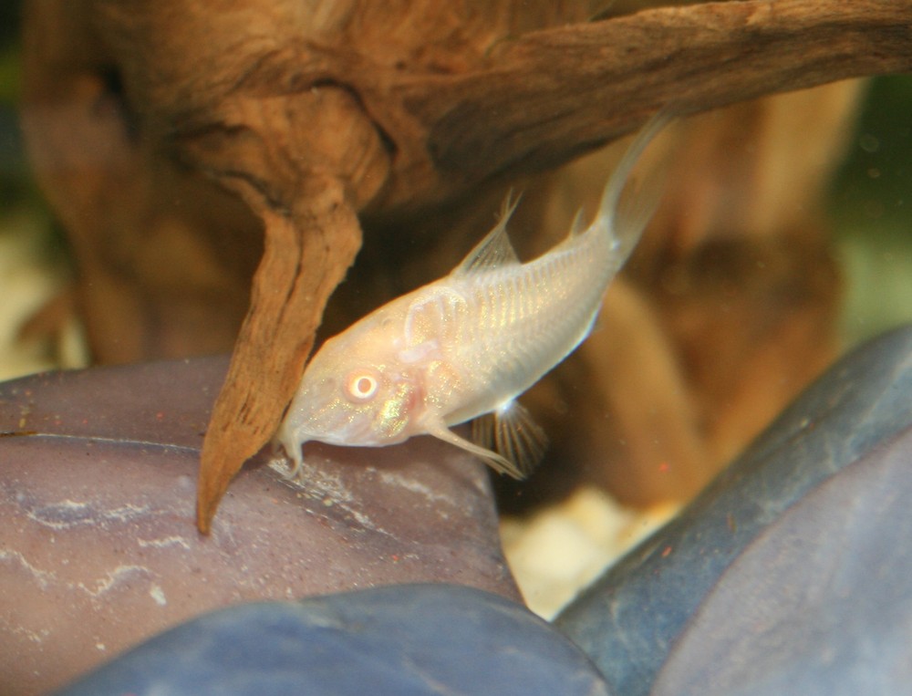 albinowels im aquarium