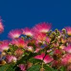 Albizia