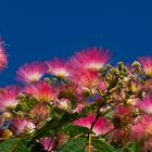 Albizia