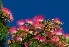 Albizia