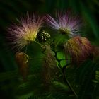 Albizia