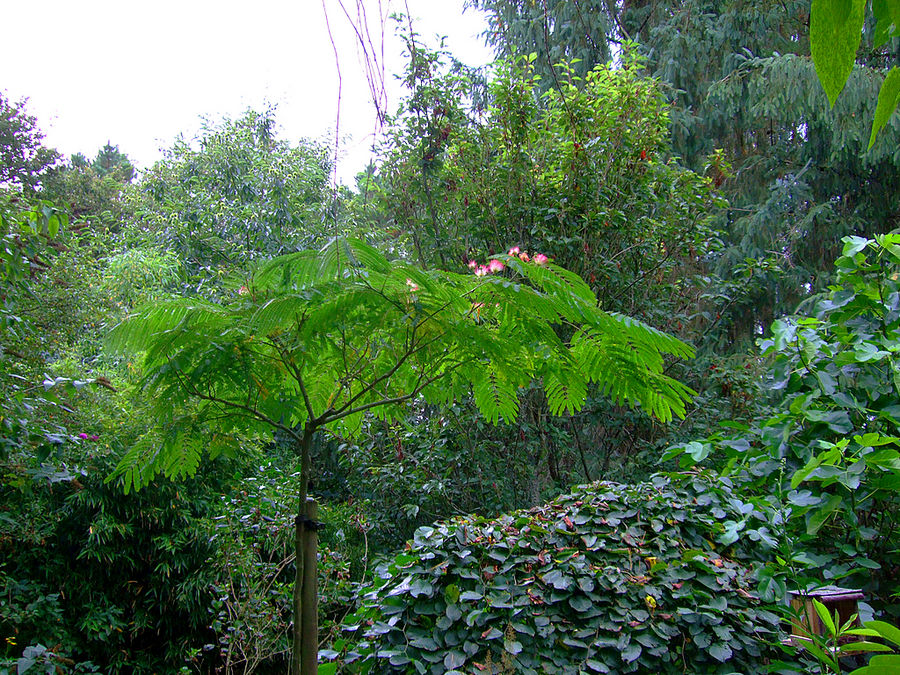 Albizia