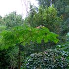 Albizia