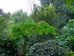 Albizia