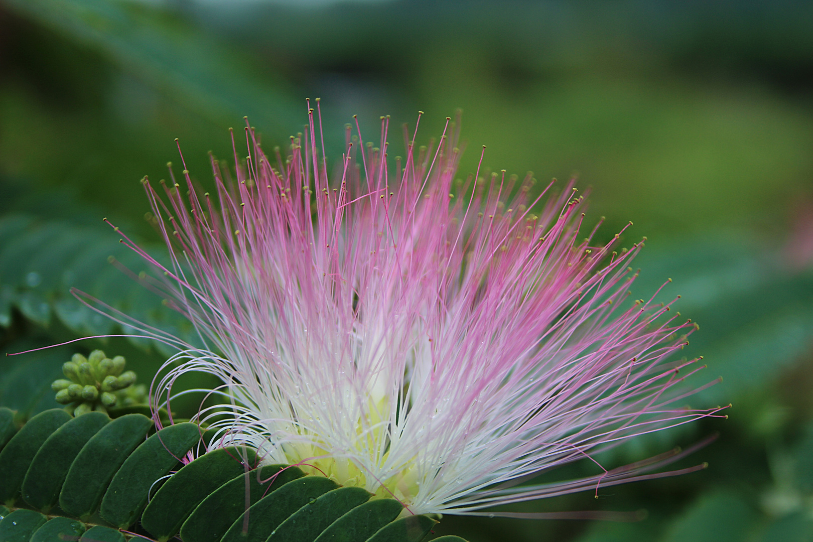 Albizia