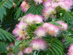 Albizia Blühten