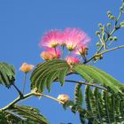 Albizia julibrissi, Schlafbaum, Seidenbaum