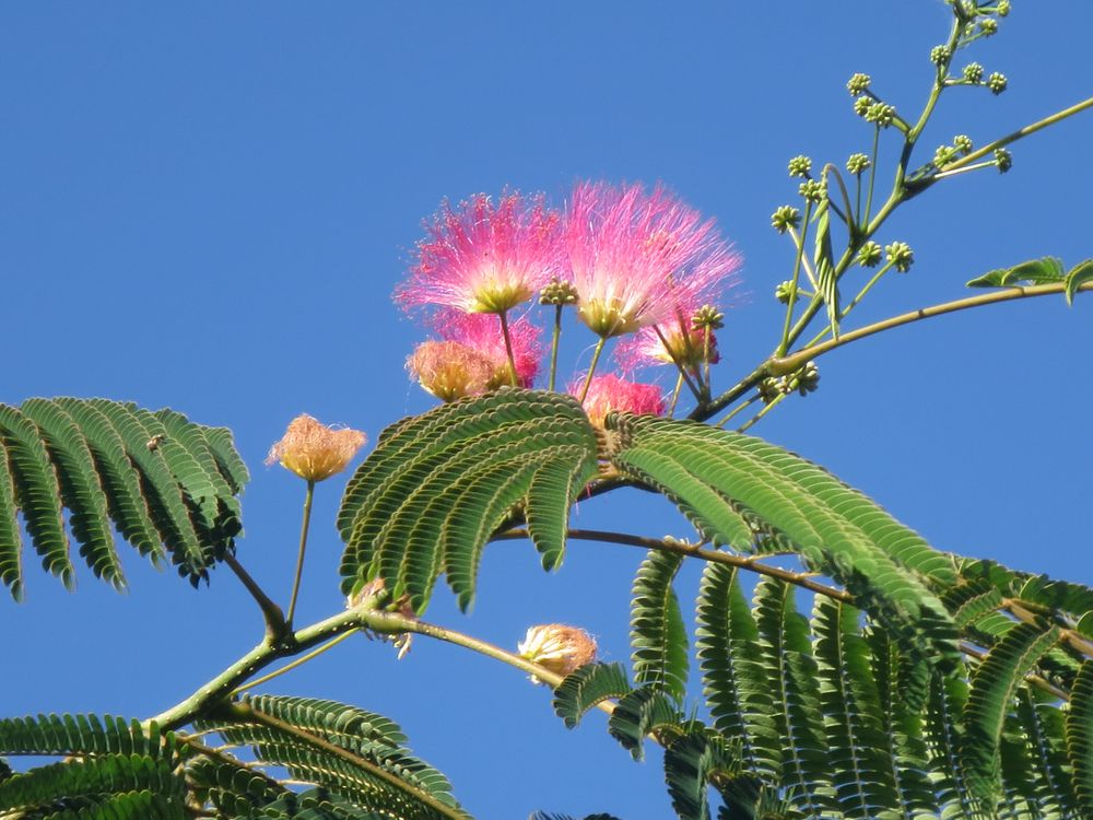 Albizia julibrissi, Schlafbaum, Seidenbaum