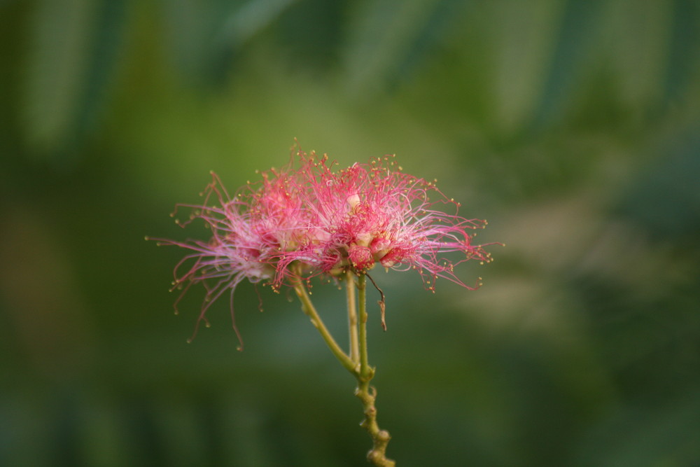 Albizia julibrissin