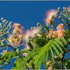 Albizia julibrissin