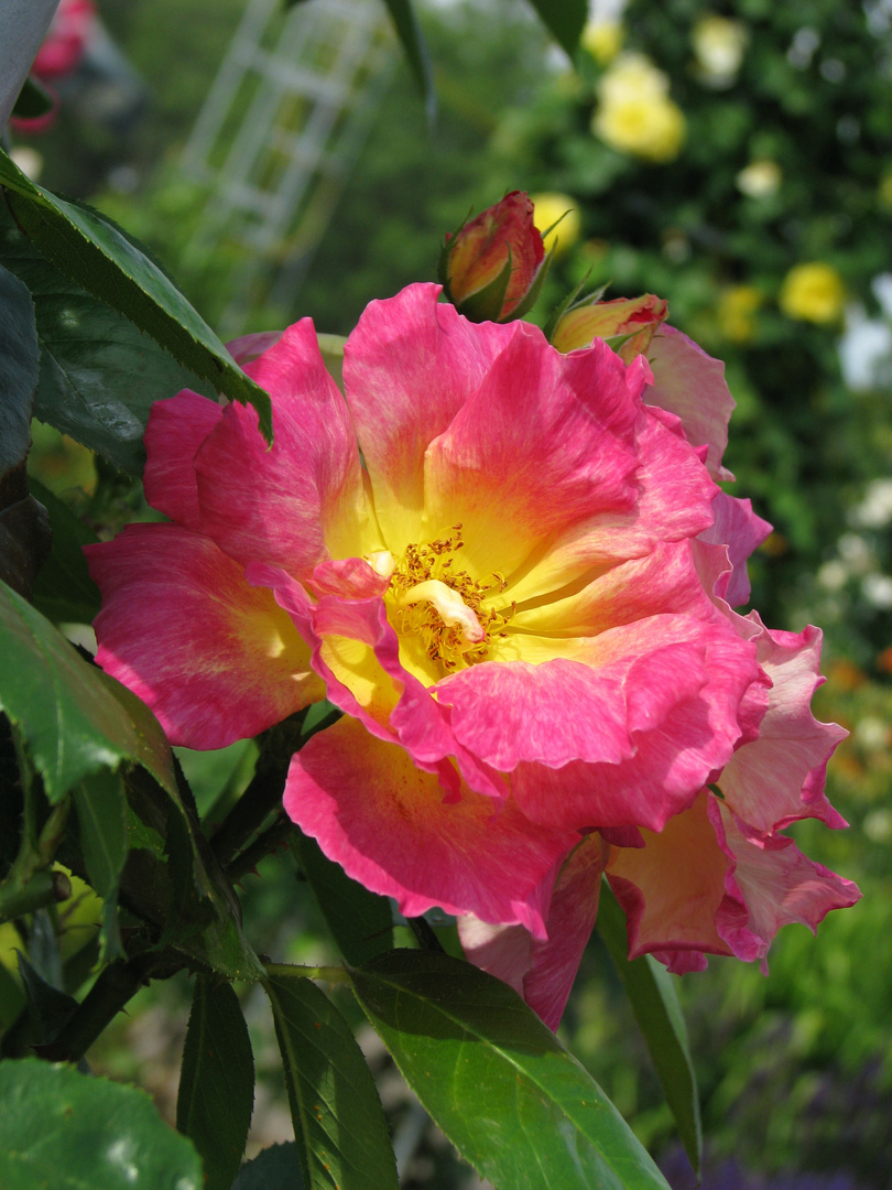 Albrecht Dürer Rose