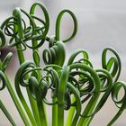 Albuca Spiralis