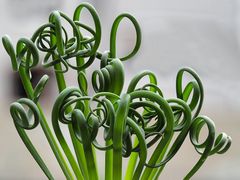 Albuca Spiralis