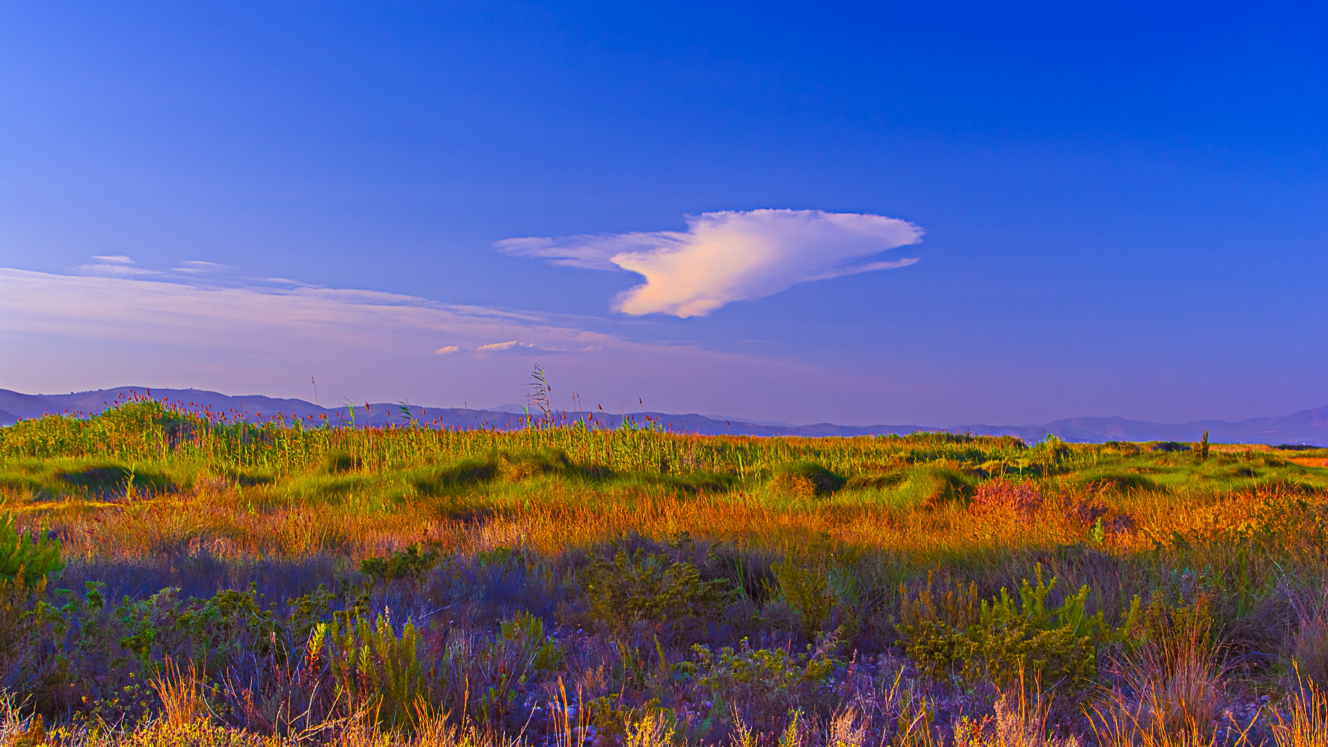    ALBUFERA    