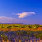    ALBUFERA    