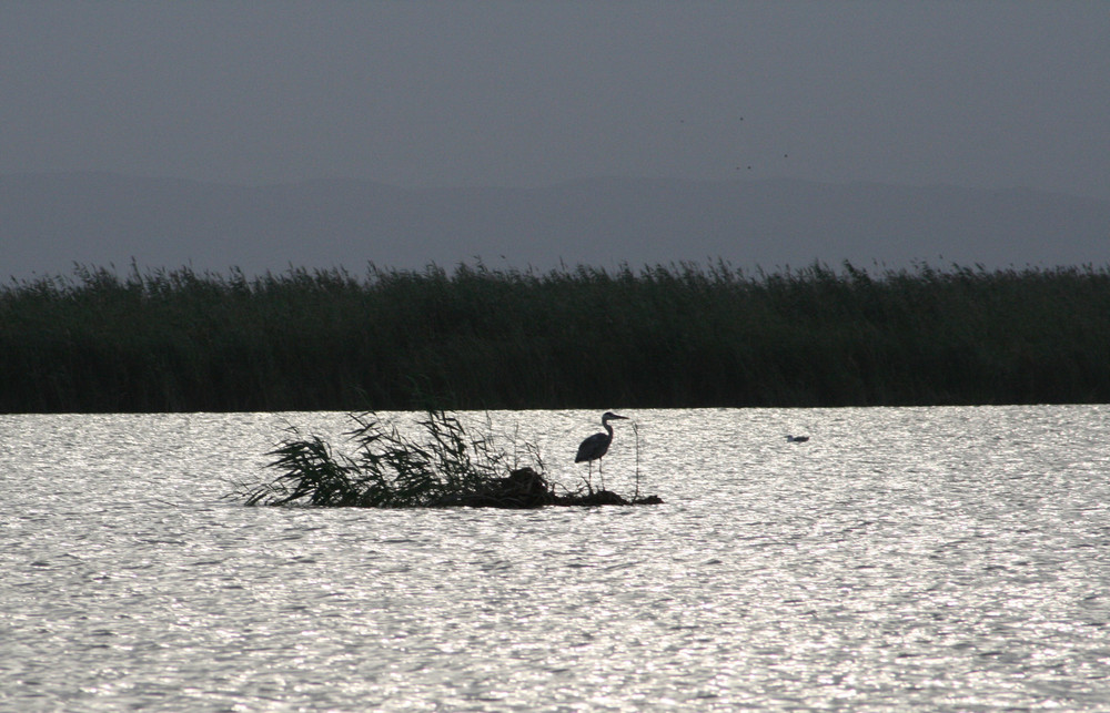 Albufera