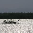 Albufera