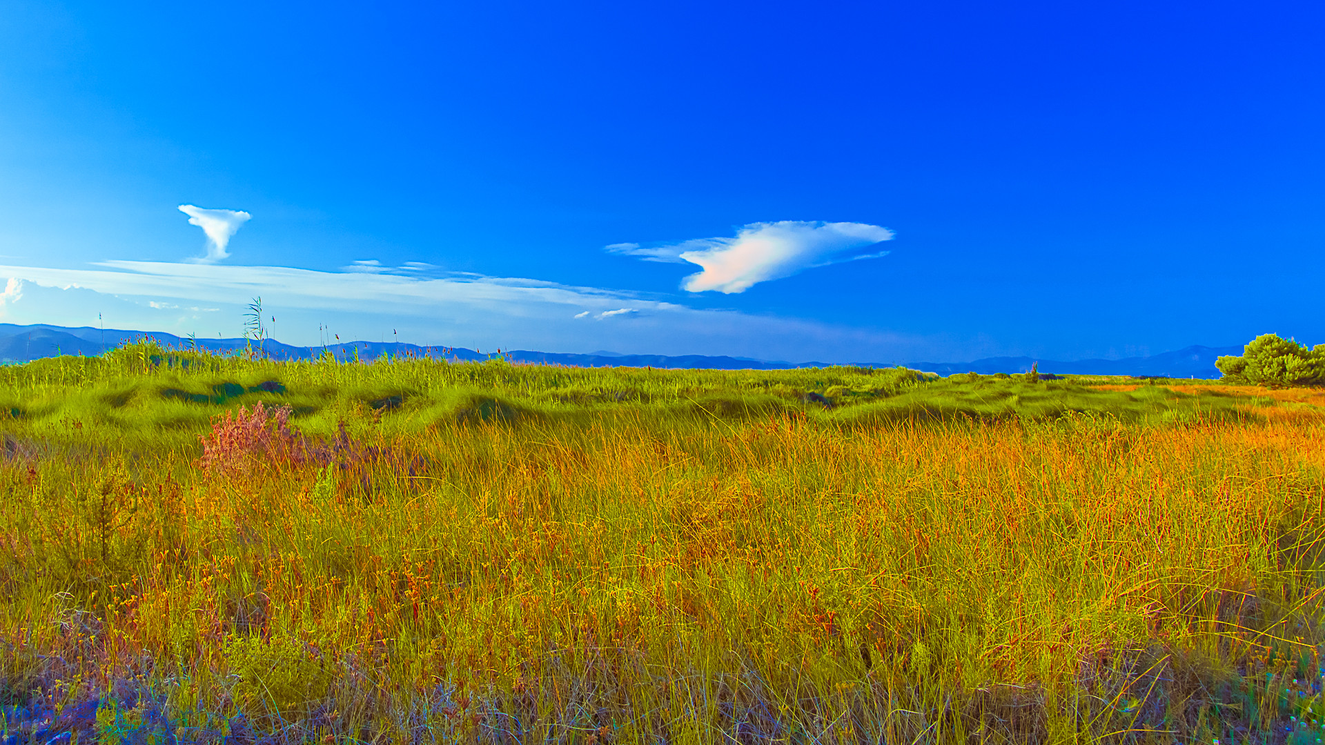   ALBUFERA, Cabanes   