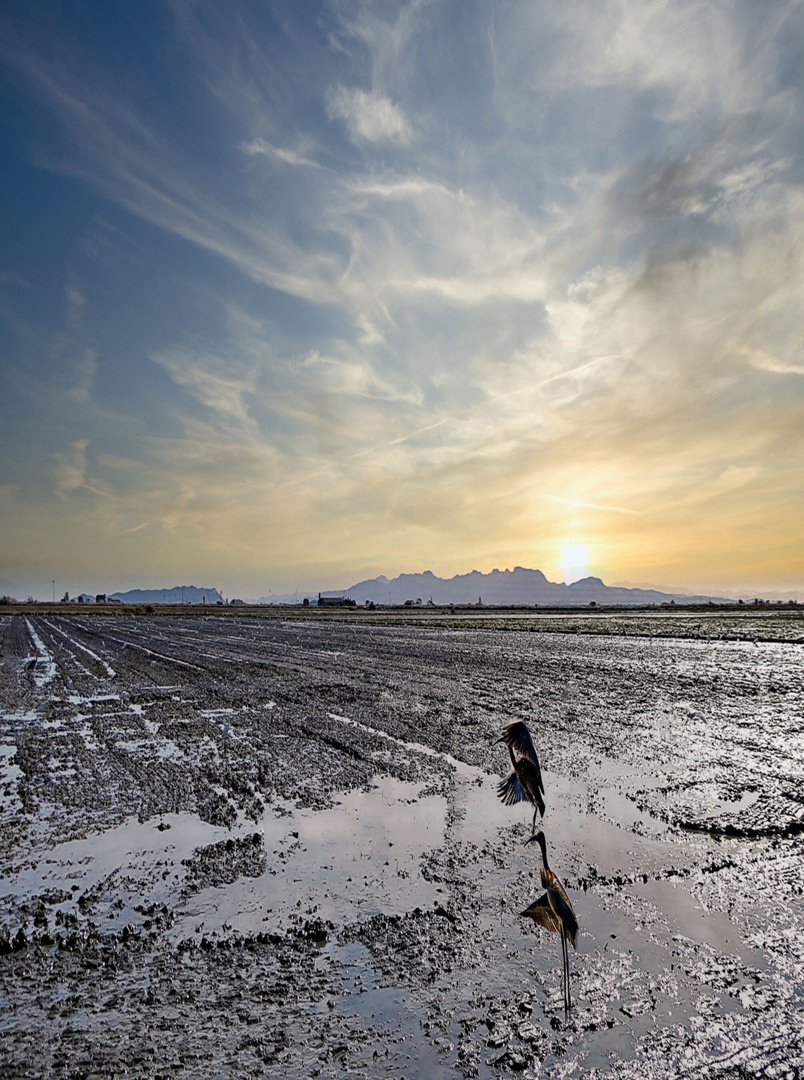 Albufera de Valence