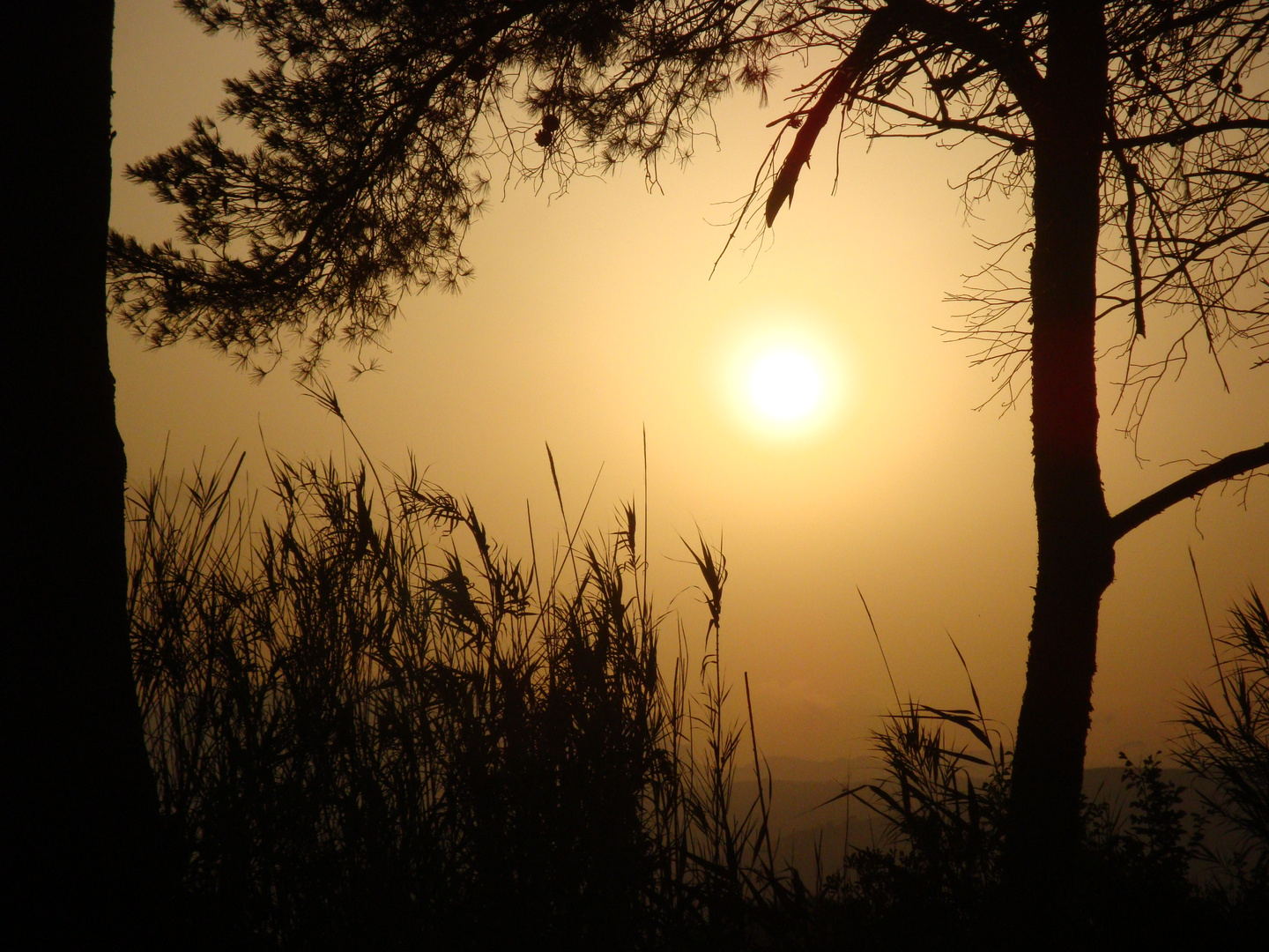 Albufera