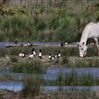 Albufera-Idylle