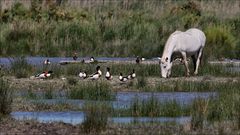 Albufera-Idylle