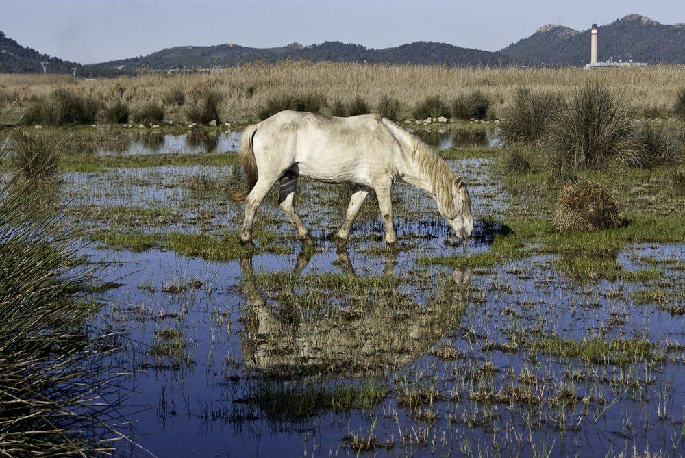 Albufera - Libertad