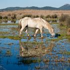 Albufera - Libertad