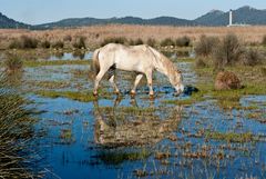 Albufera - Libertad