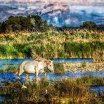 "ALBUFERA NATURPARK" (fast gemalt)