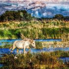 "ALBUFERA NATURPARK" (fast gemalt)