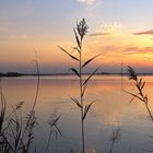 Albufera Reisanbaugebiet