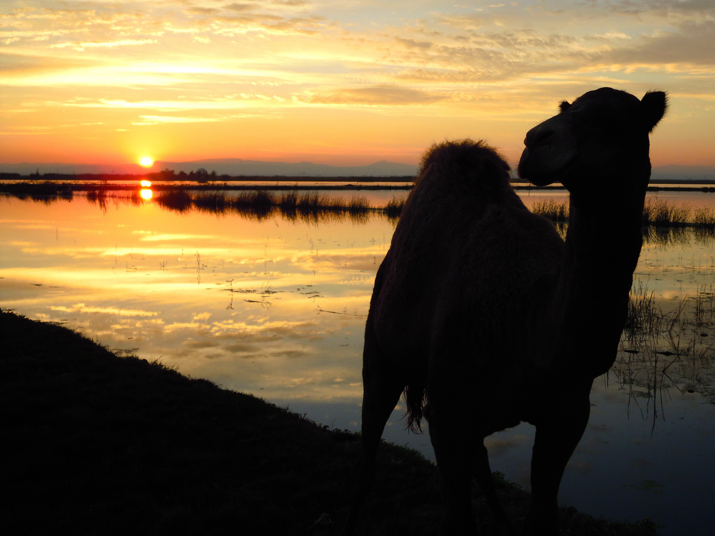 Albufera Sunset