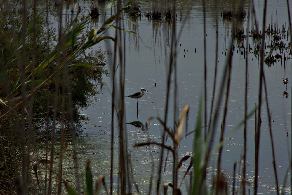 ALBUFERA VALENCIANA