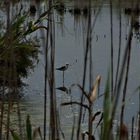 ALBUFERA VALENCIANA