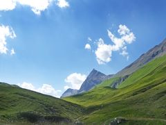 Albula