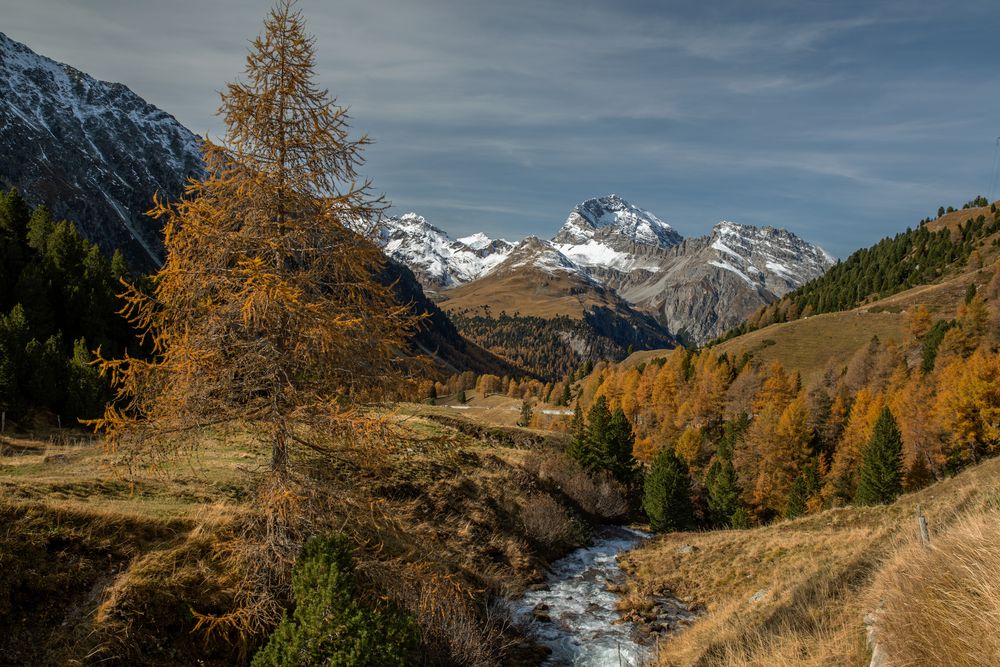 Albula