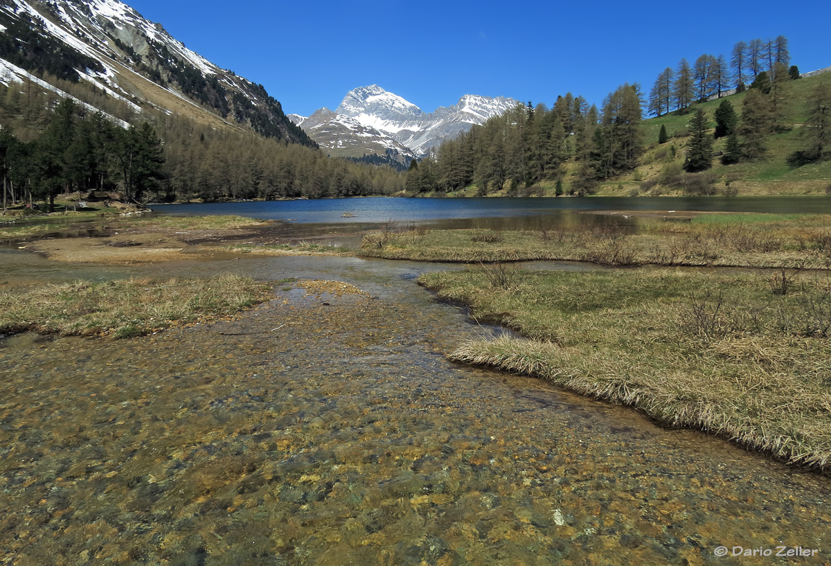 Albula Frühling