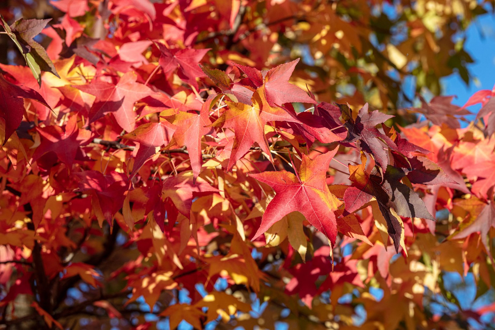 Album "Amber", so liebe ich den Herbst.