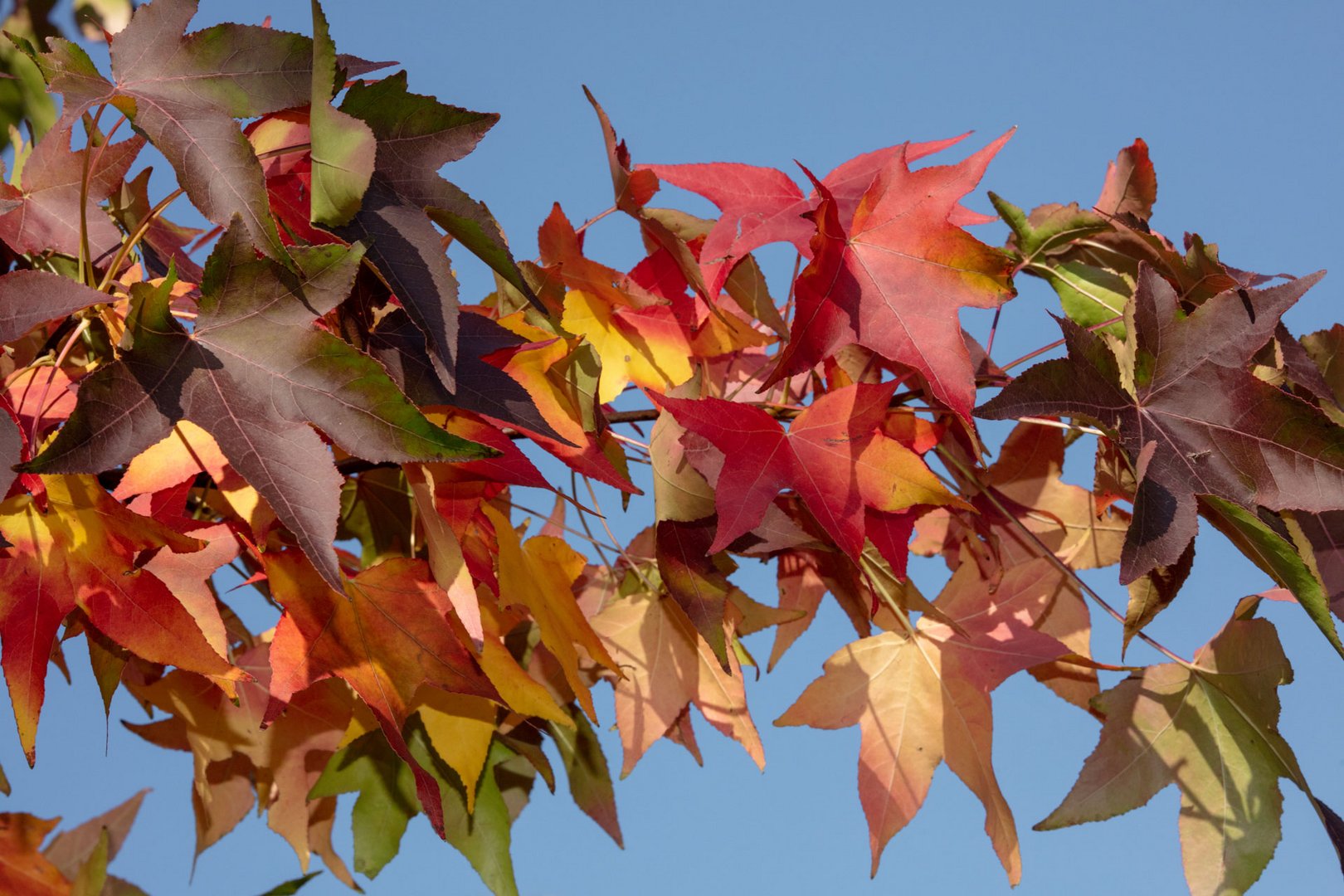 Album "Amber", so liebe ich den Herbst.