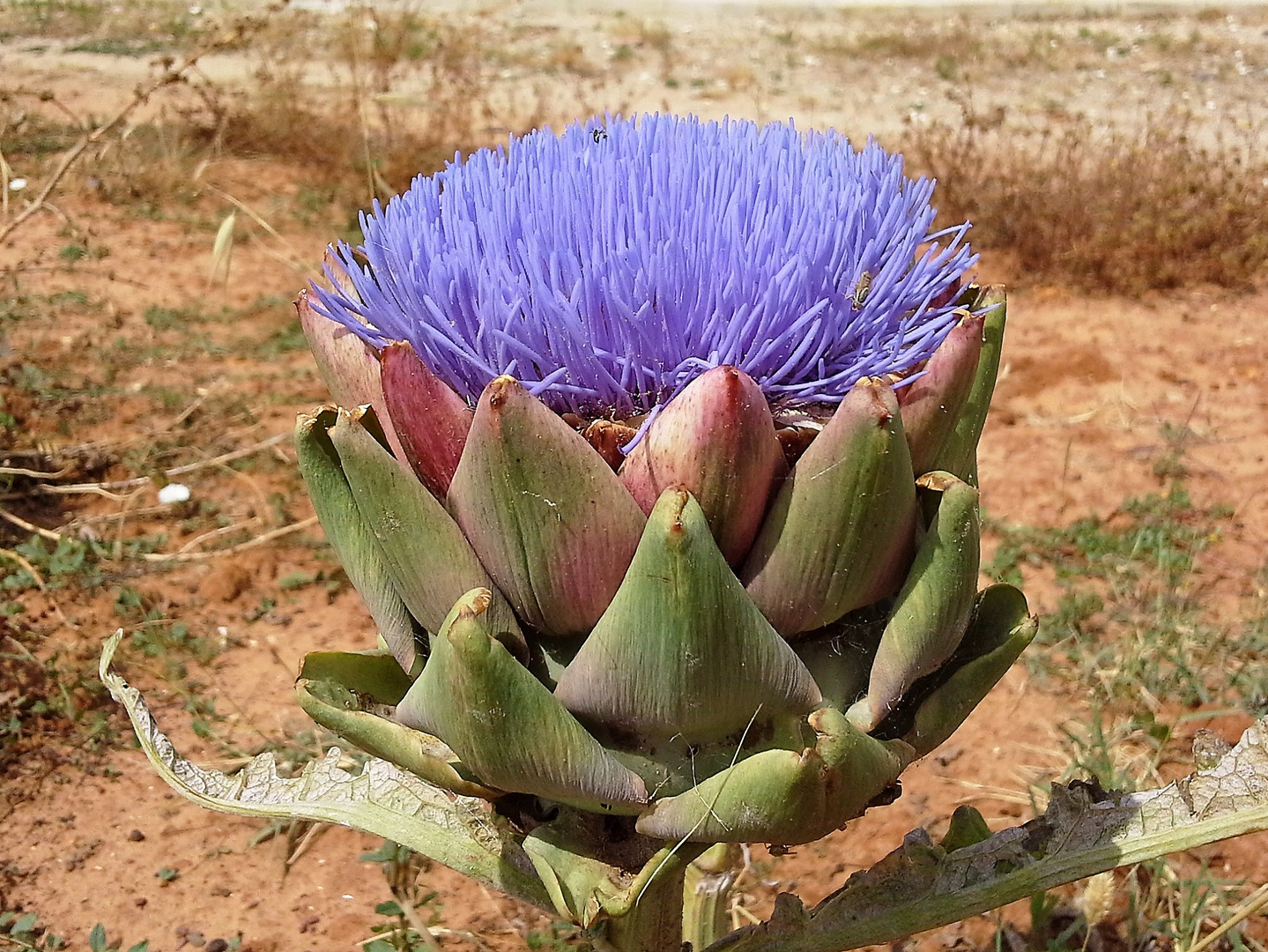 ALCACHOFA EN FLOR