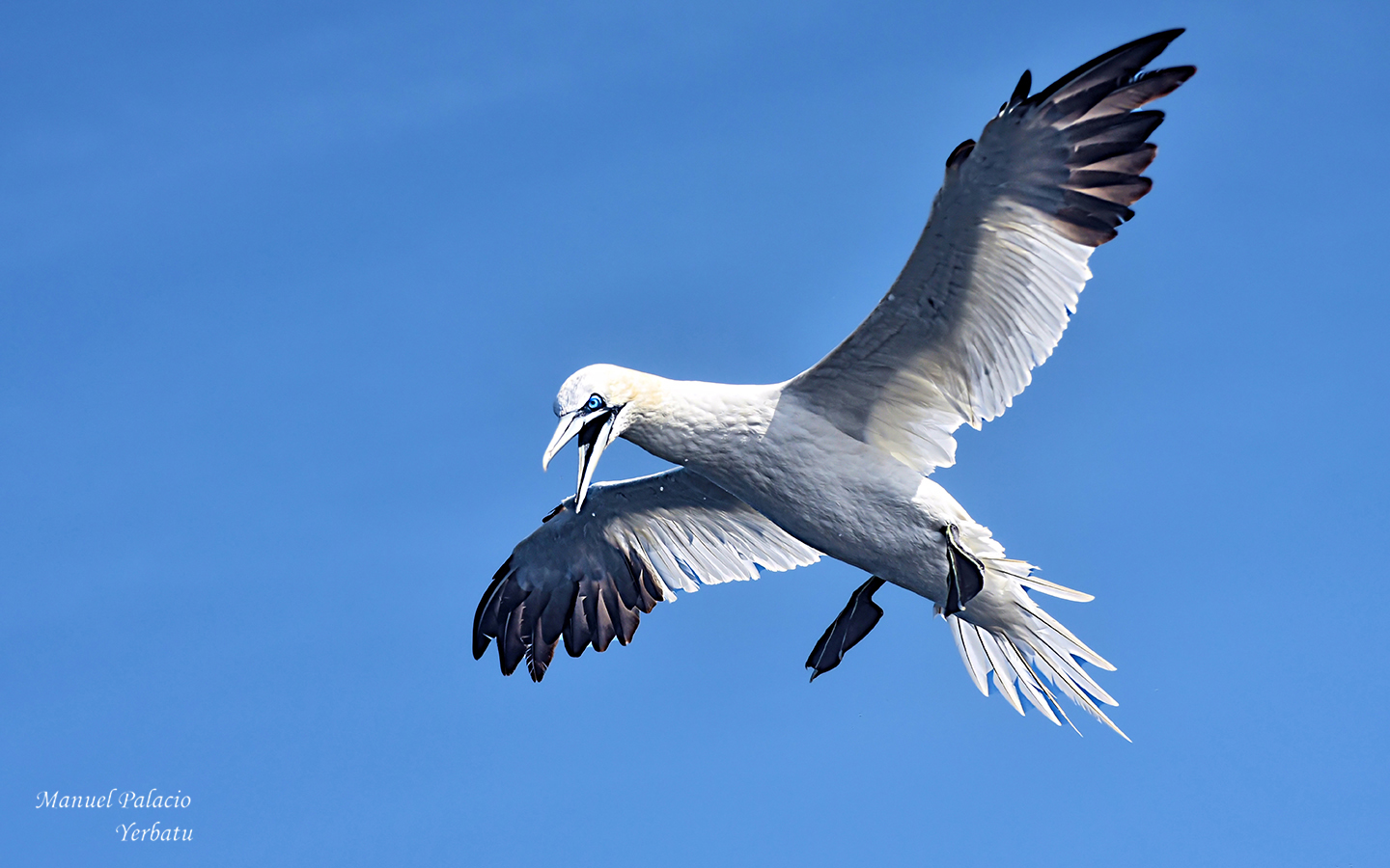 Alcatraz - gannet