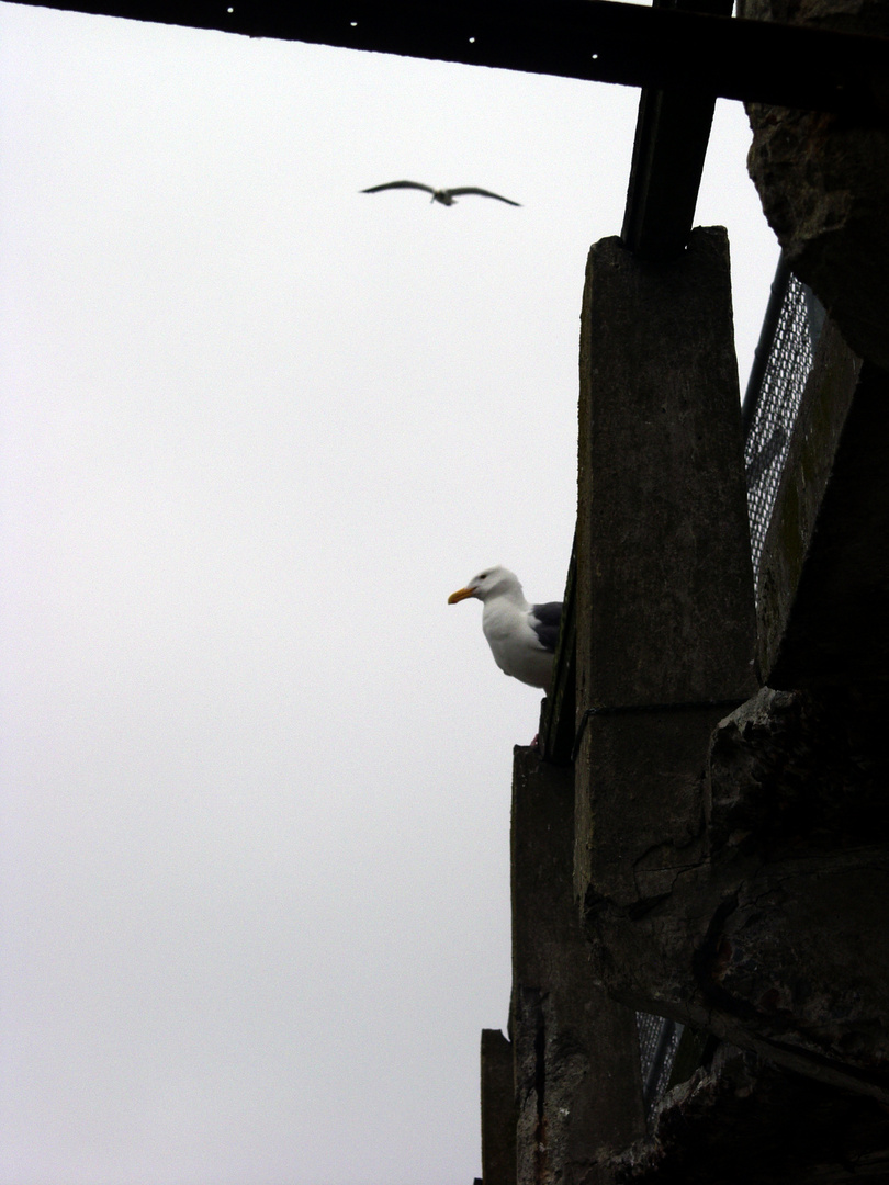 Alcatraz gehört den Vögeln